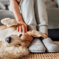 Pet Owners 5 Simple Ways to Keep Your Home Clean