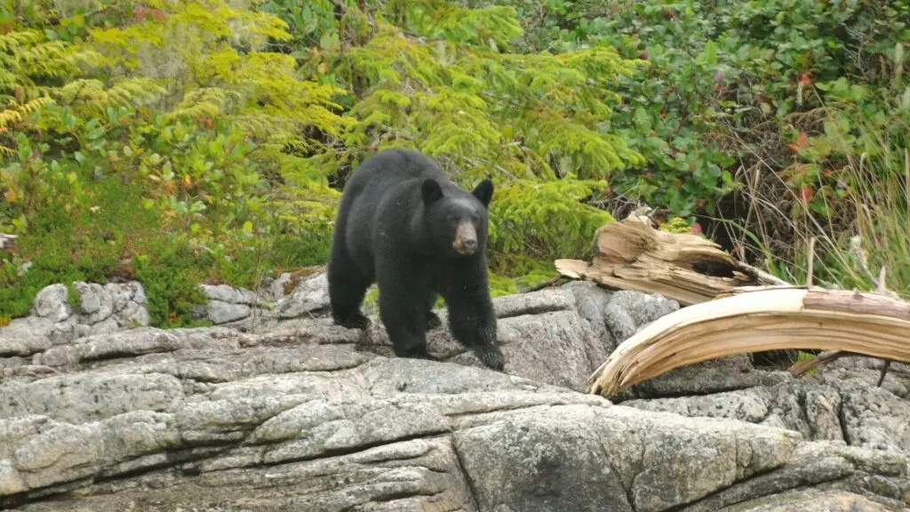 The Science Behind Bear Deterrent Sprays