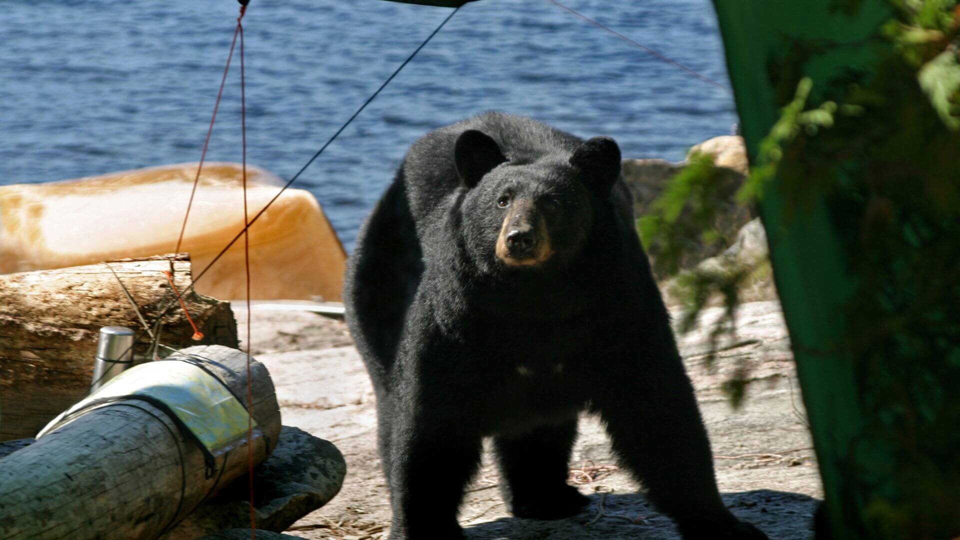 bear deterrent sprays work