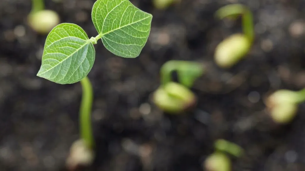 Germination Rate