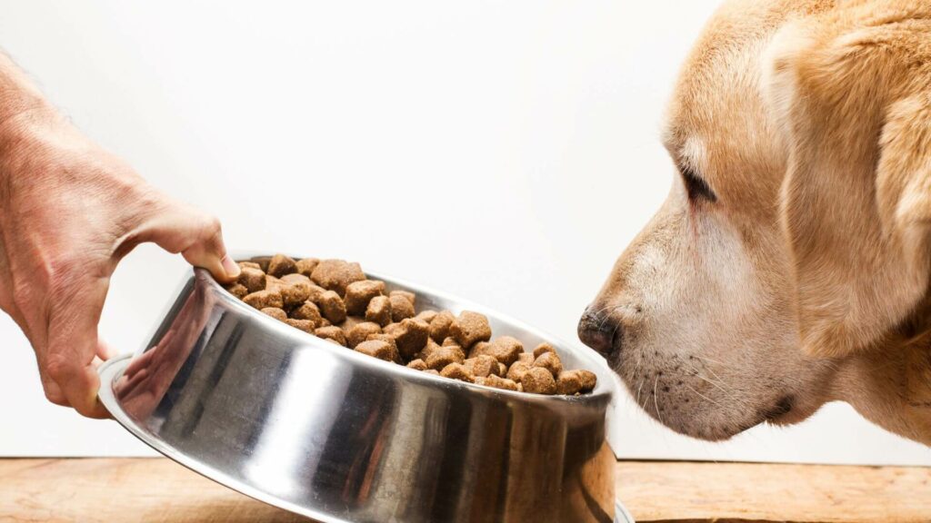 Picky Dog Food Solutions Top Unconventional Choices