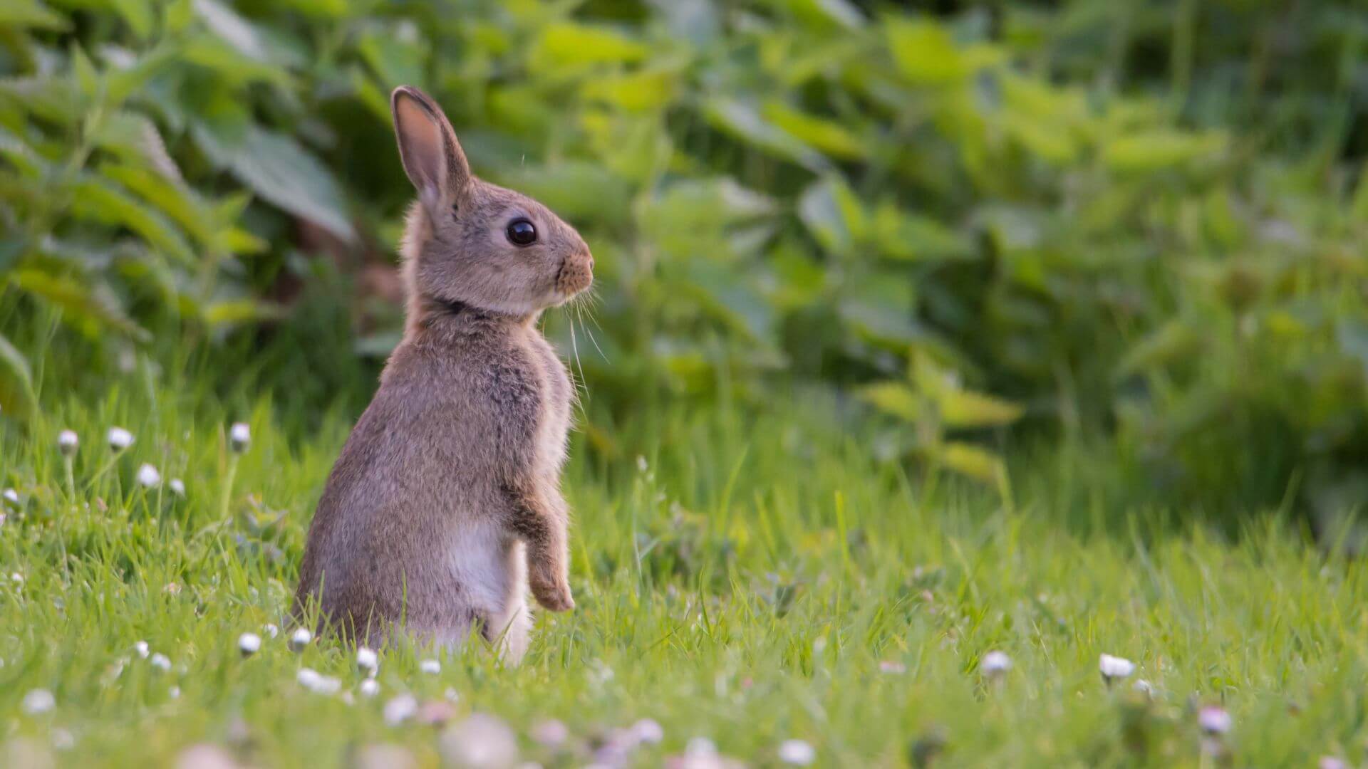 Shope Papilloma Virus in Rabbits