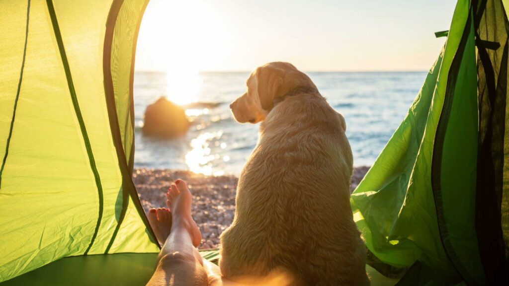 Traveling with Pets How to Achieve Your Travel Goals