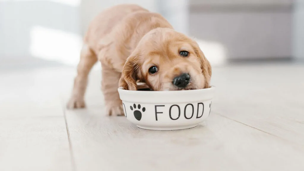 picky-dog-food-solutions