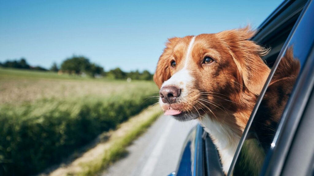 traveling with pets