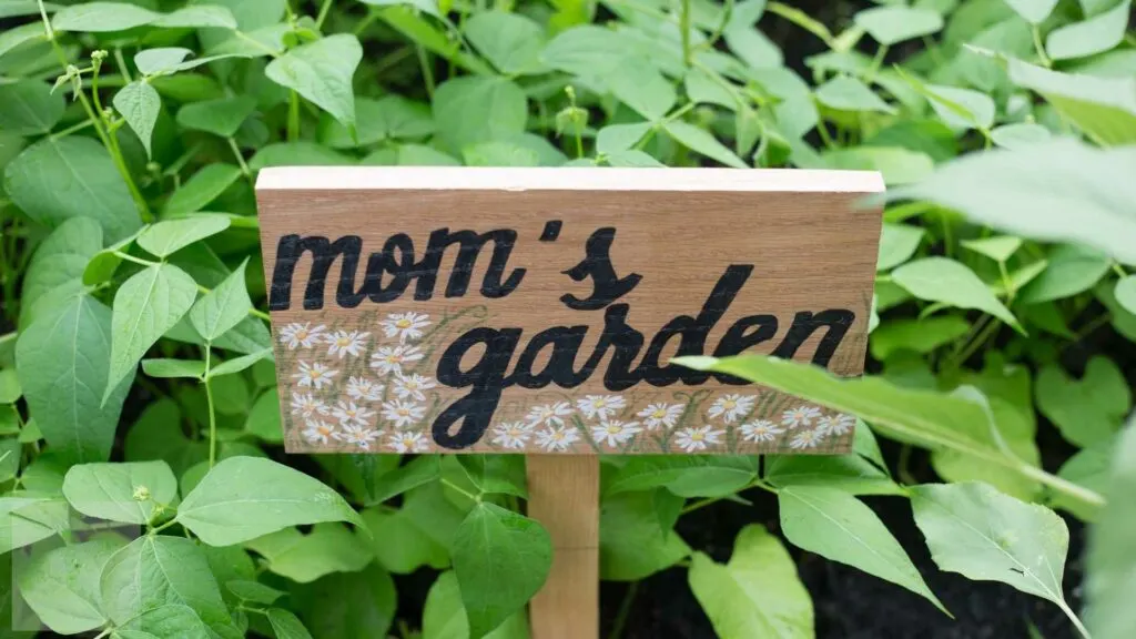 Growing Herbs in Pots