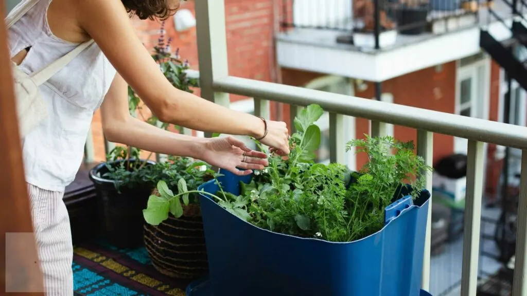 Your Guide to Successful Urban Gardening Techniques