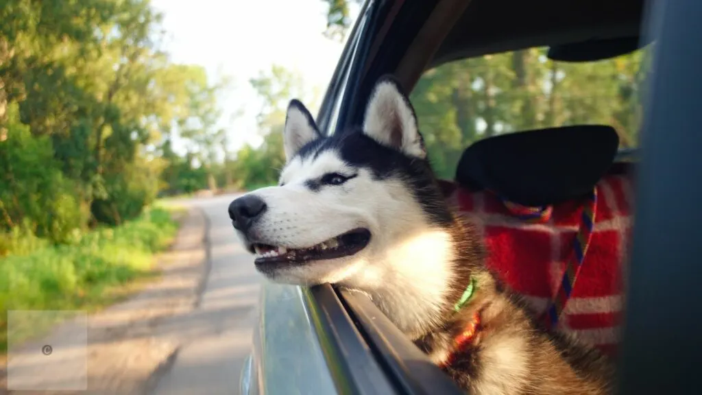 How to travel with your dog