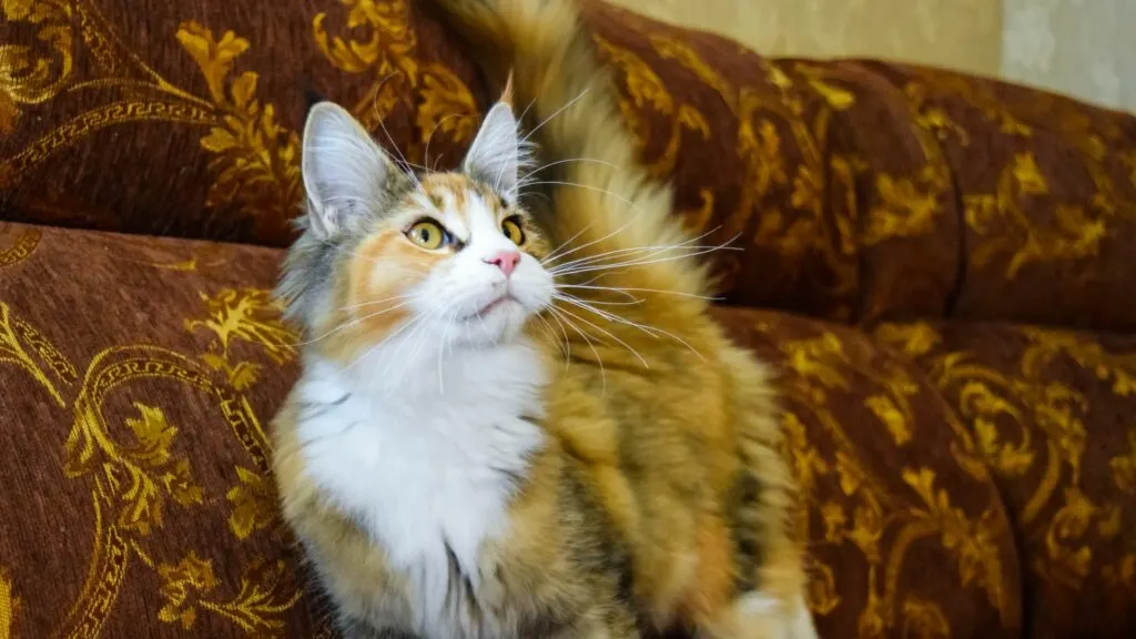 Giant Maine Coon Cat How They Compare to Other Breeds