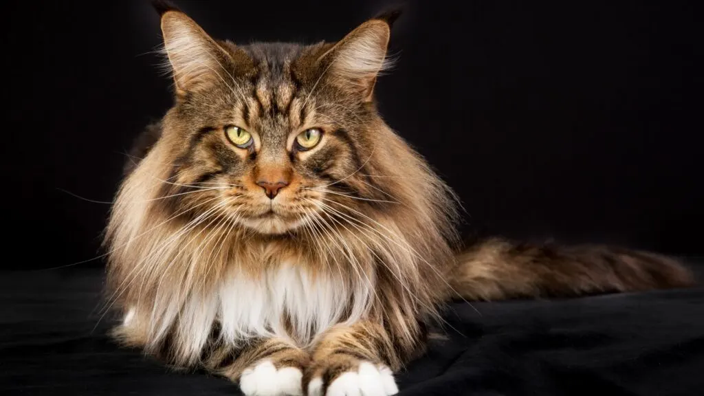 Grooming Needs of Giant Maine Coon Cats