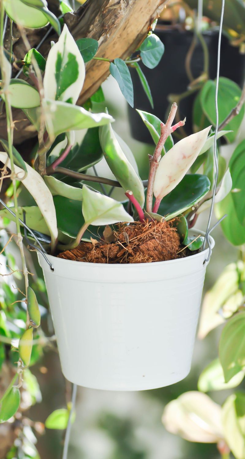 Hoya Plants