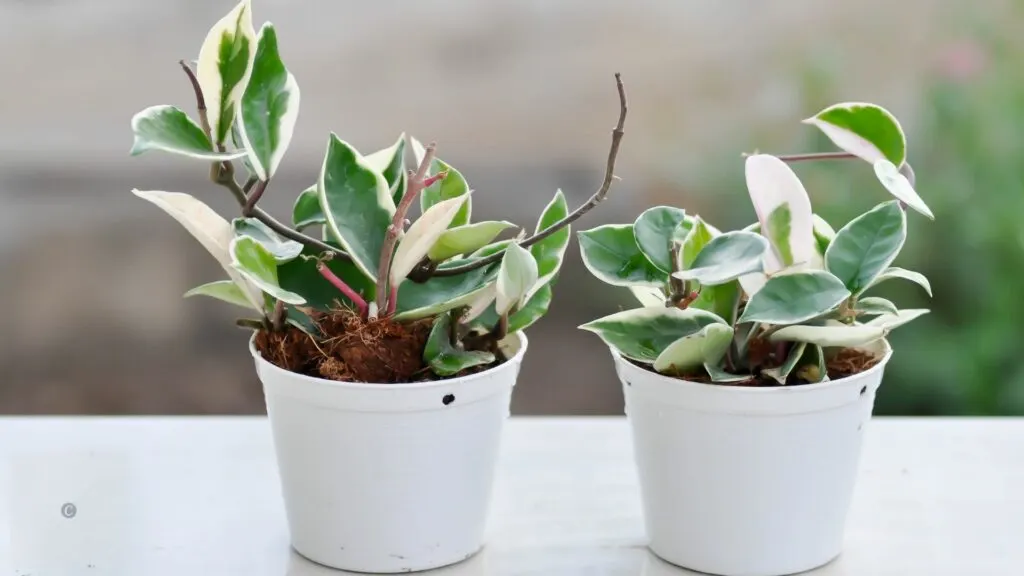 Overview of Hoya Plants