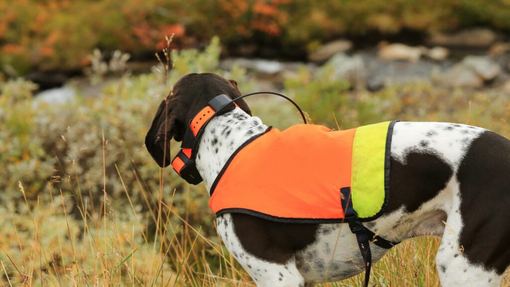 best GPS collars for dogs