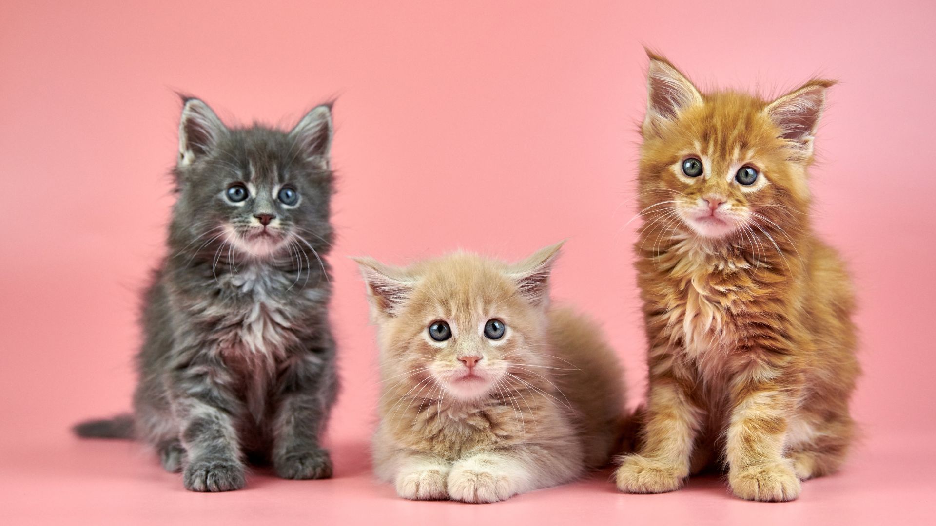 giant Maine Coon cat