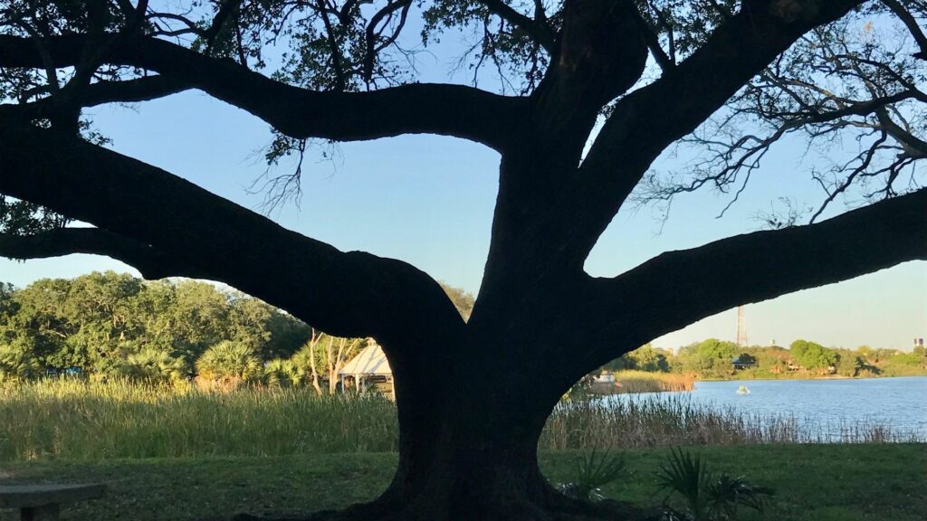 tree disease prevention