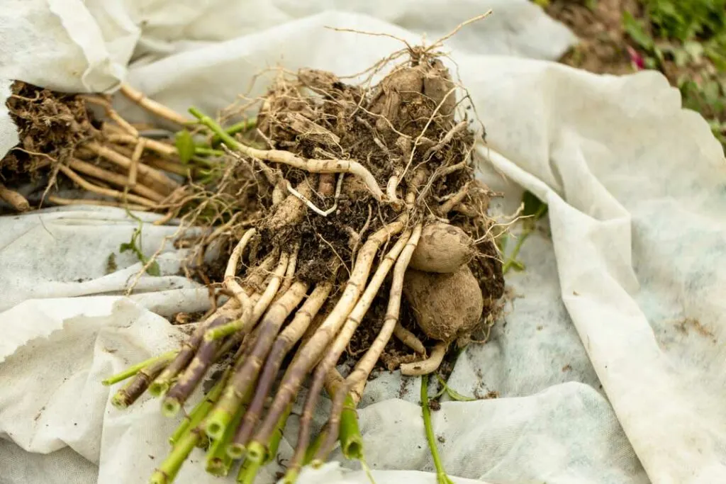 Dandelion Root