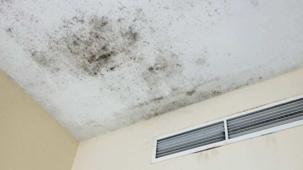 Preventing Mold Growth in High-Risk Areas