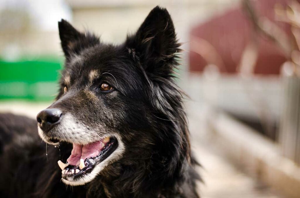 Essential Guide to Adopting a Senior Dog