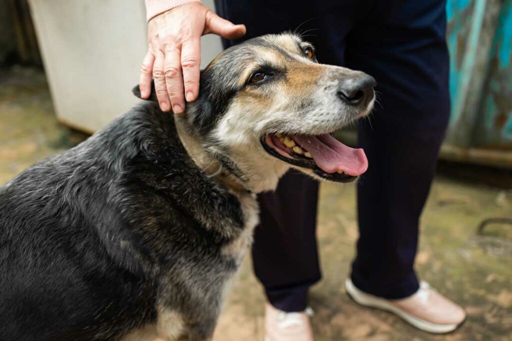 adopting a senior dog