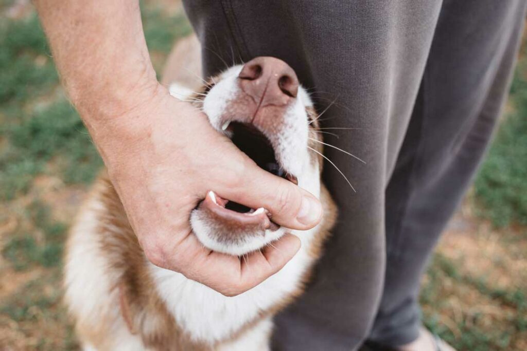 how to clean a dog bite wound