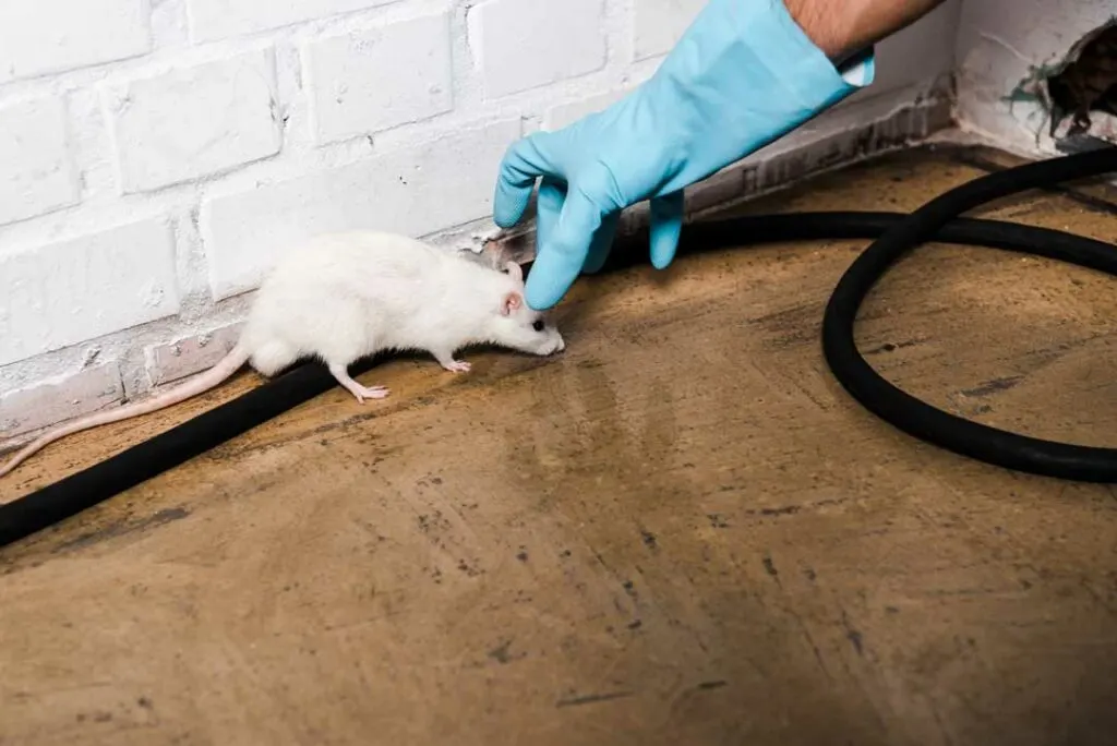 humane rat removal