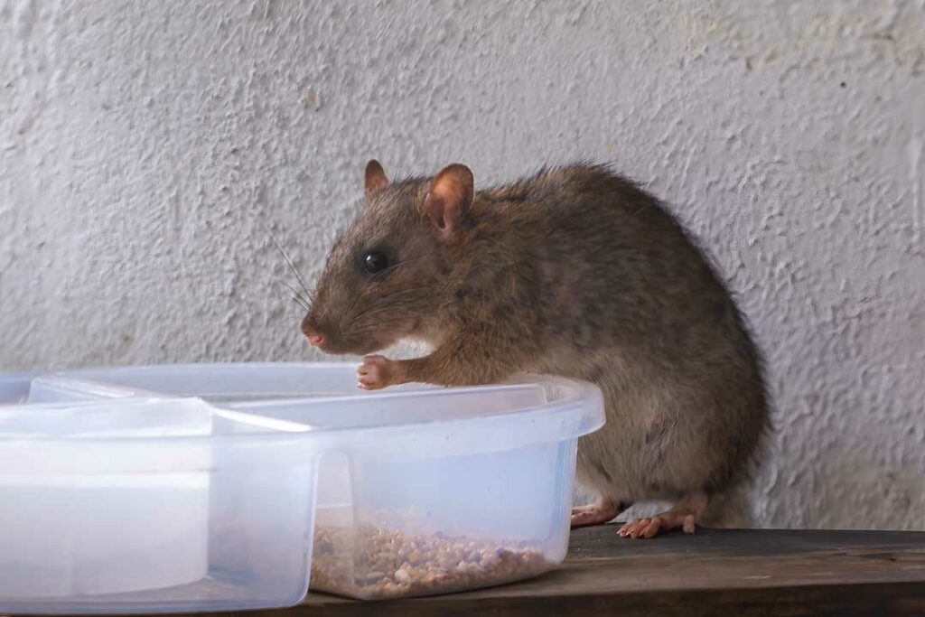 rat extermination and removal