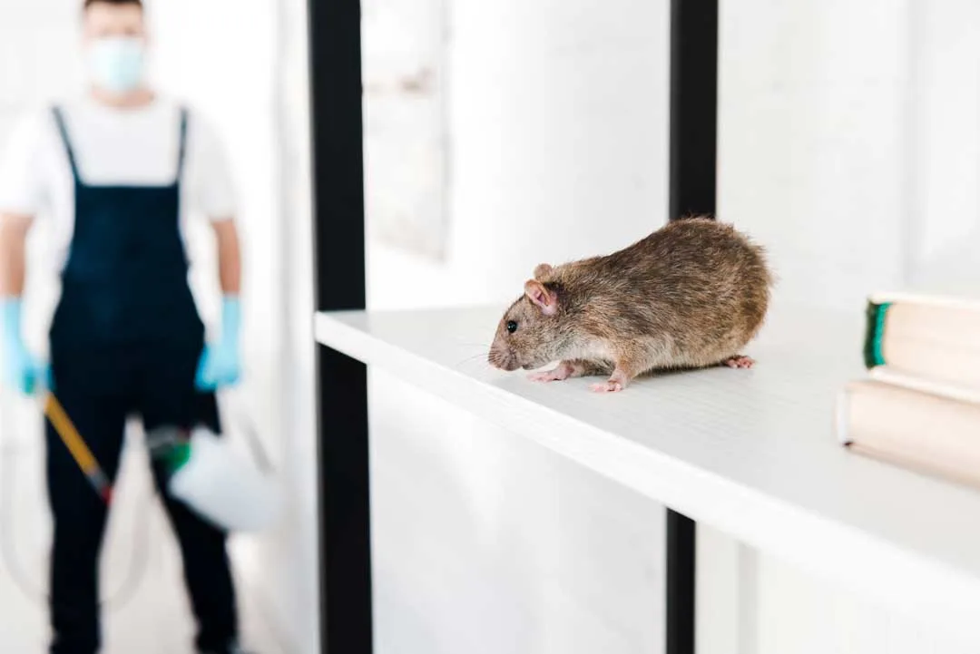 rat extermination vs removal