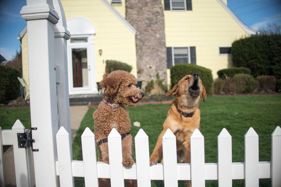 Best Fence for Pets