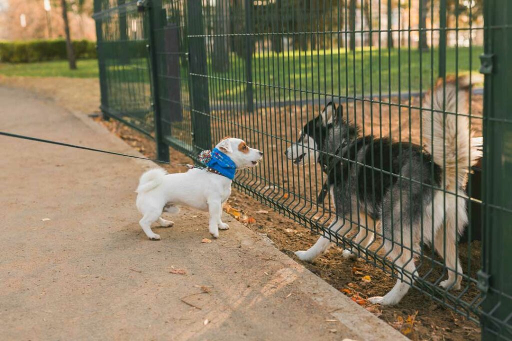 Best Pet Fencing Options