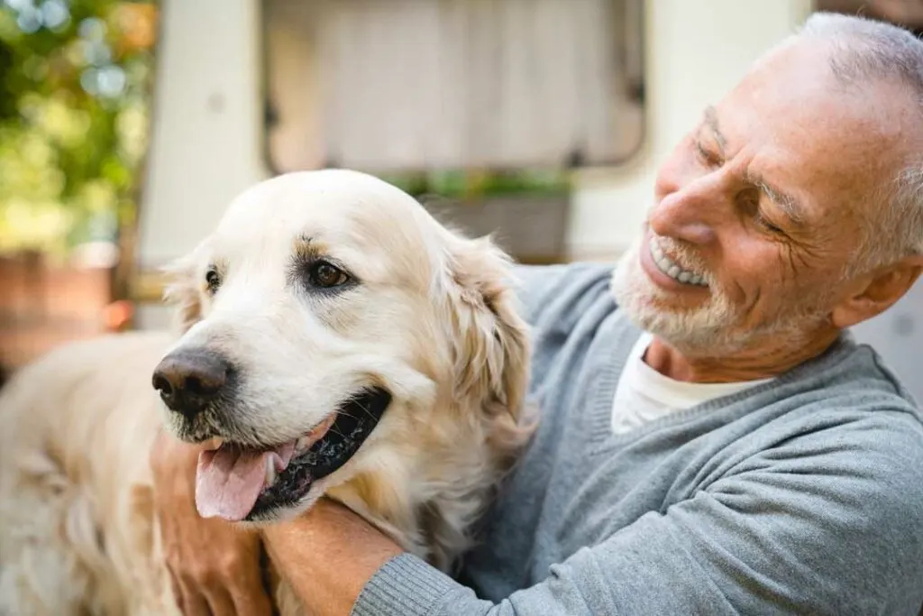 CBD and mushrooms for senior dogs