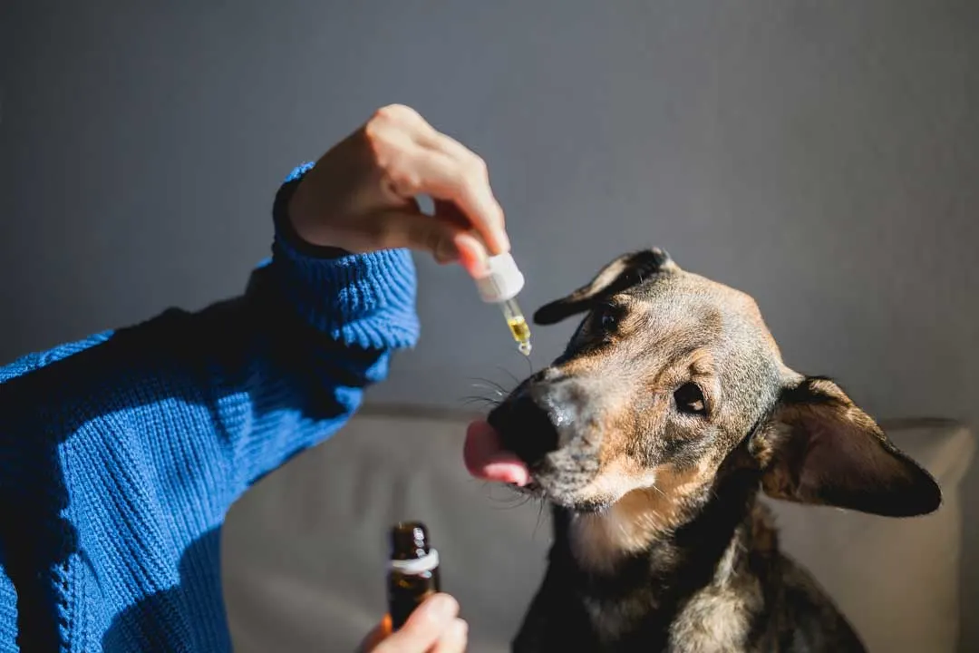 CBD for senior dogs