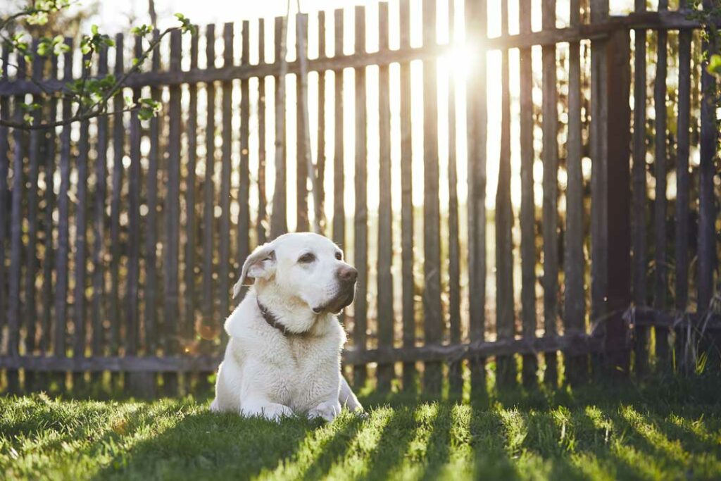 Choosing a Fence for Pets