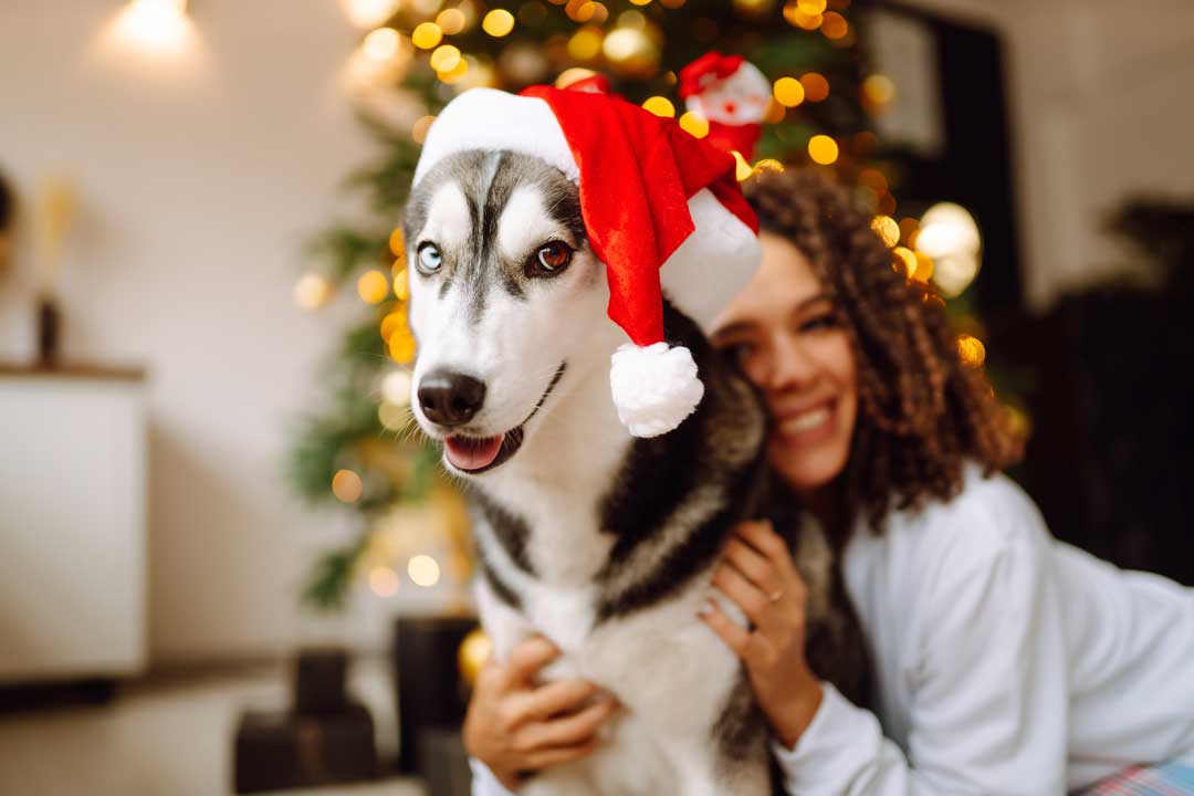 Holiday Pet Safety