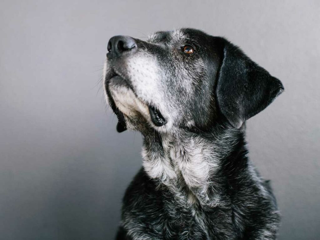 Holistic care for senior dogs