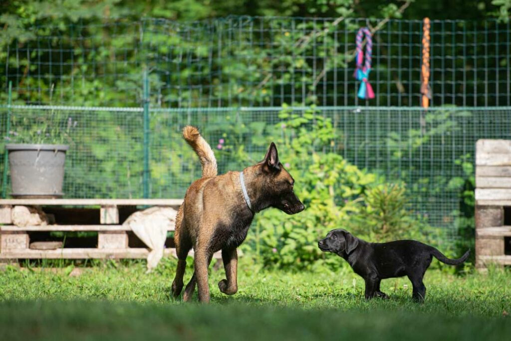 Pet-Friendly Fencing Solutions