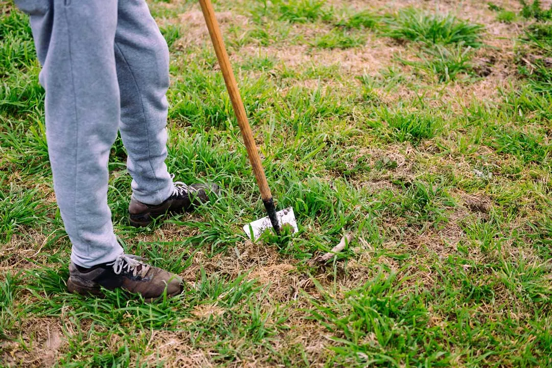 repairing bare spots in lawn