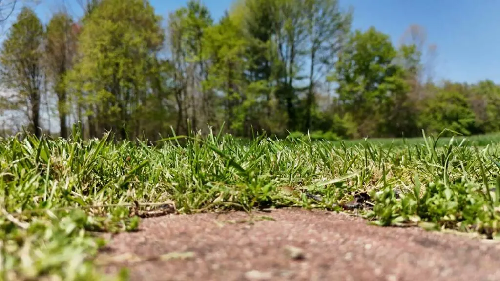 restoring lawn bare spots