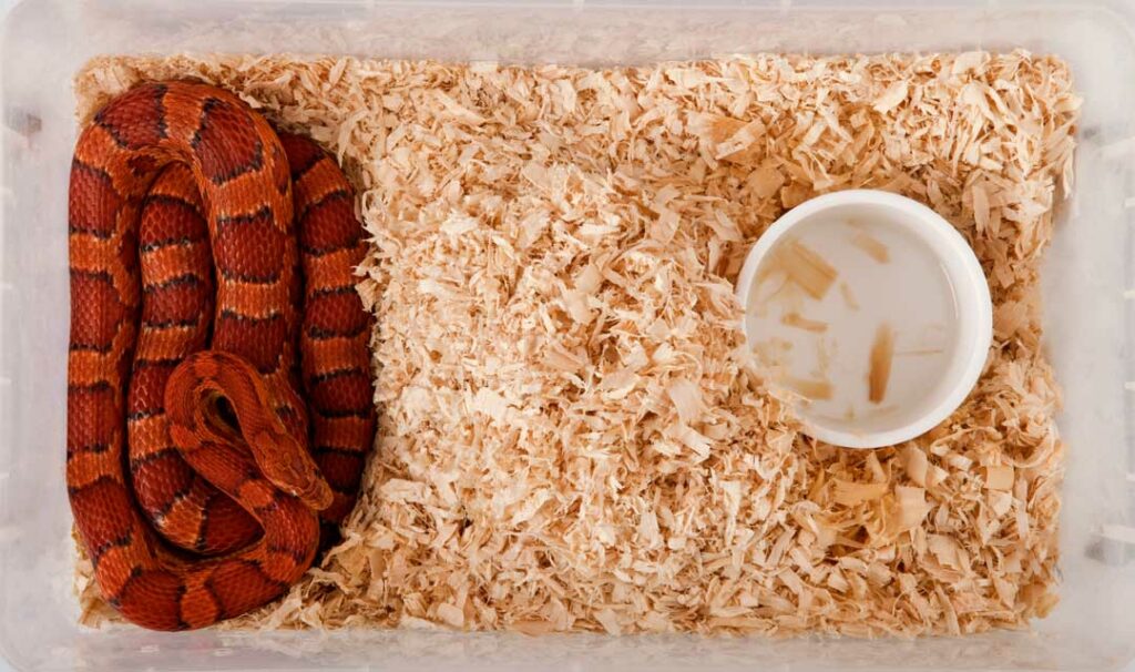 Best reptile bedding