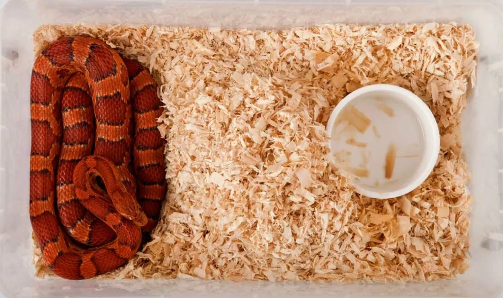 Best reptile bedding