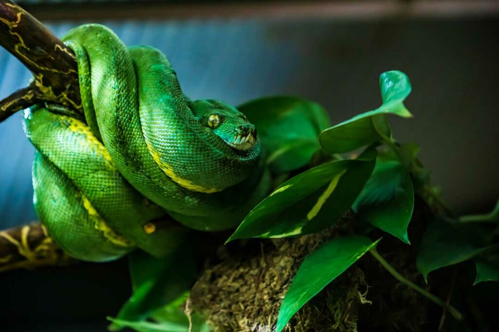 How to Use Coir Blocks for Your Reptile’s Terrarium