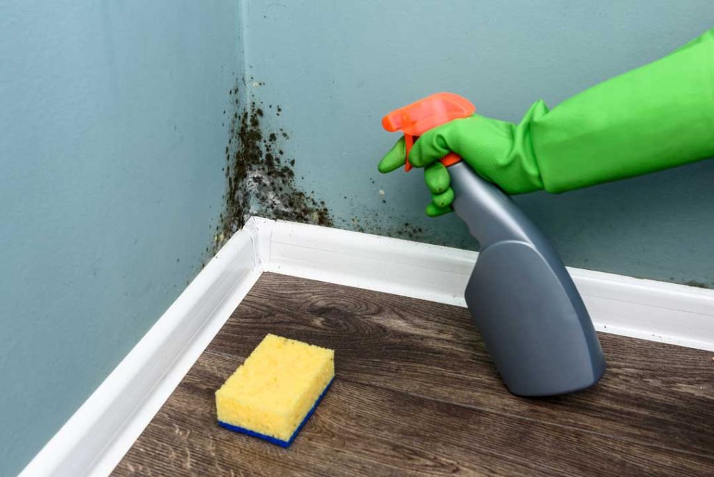 Professional Mold Remediation