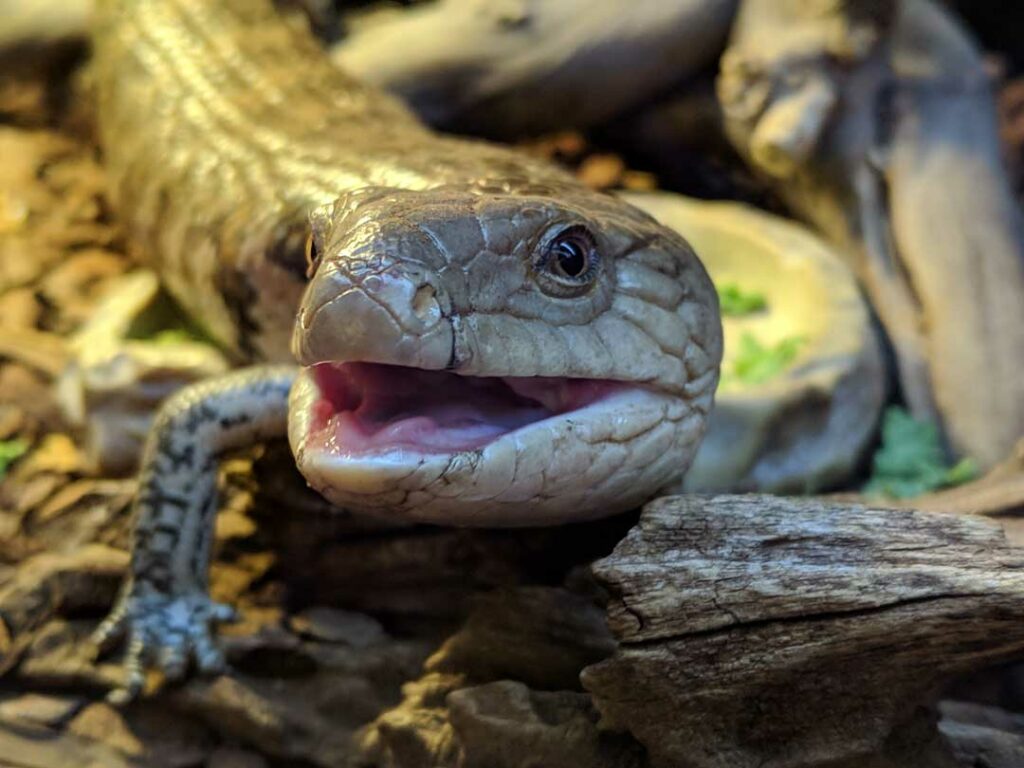 bedding for reptiles