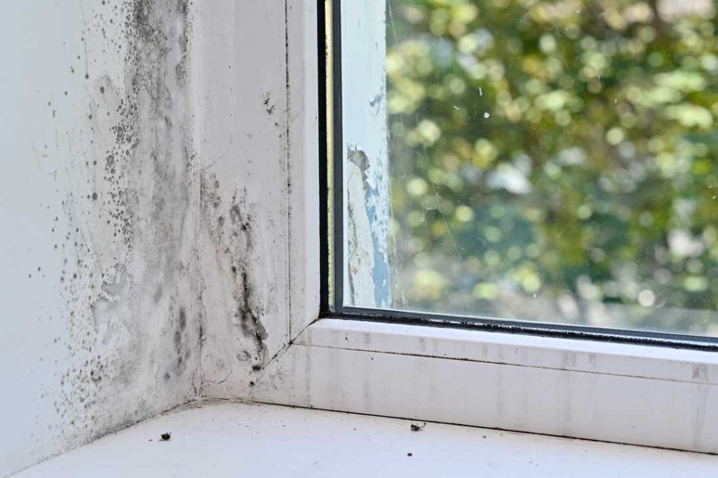 does homeowners insurance cover mold