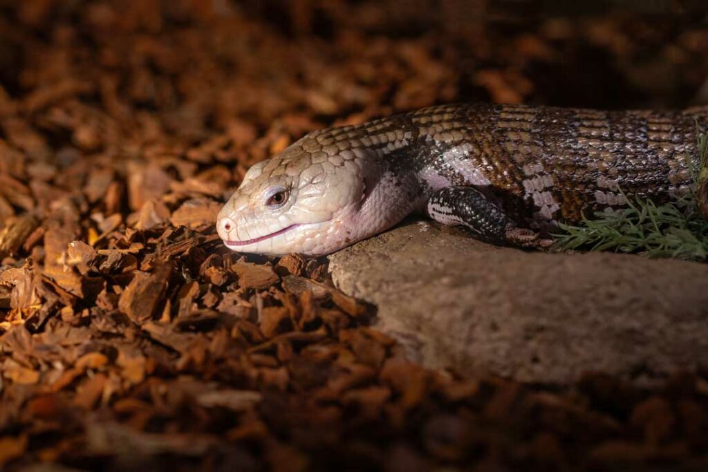 lugarti natural reptile bedding