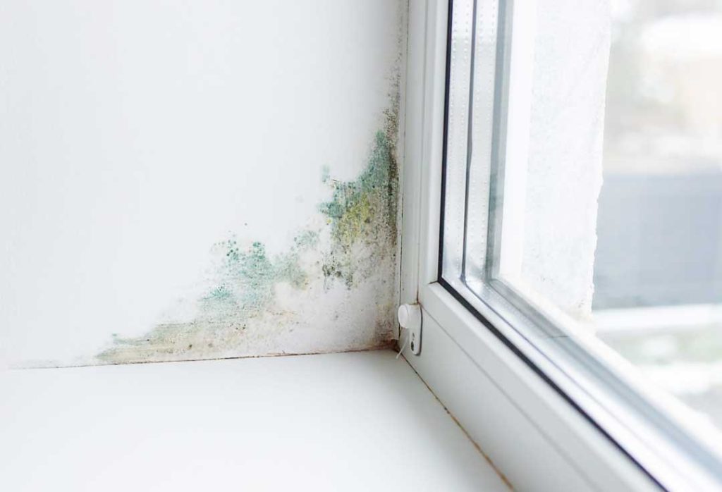 mold coverage in homeowners insurance