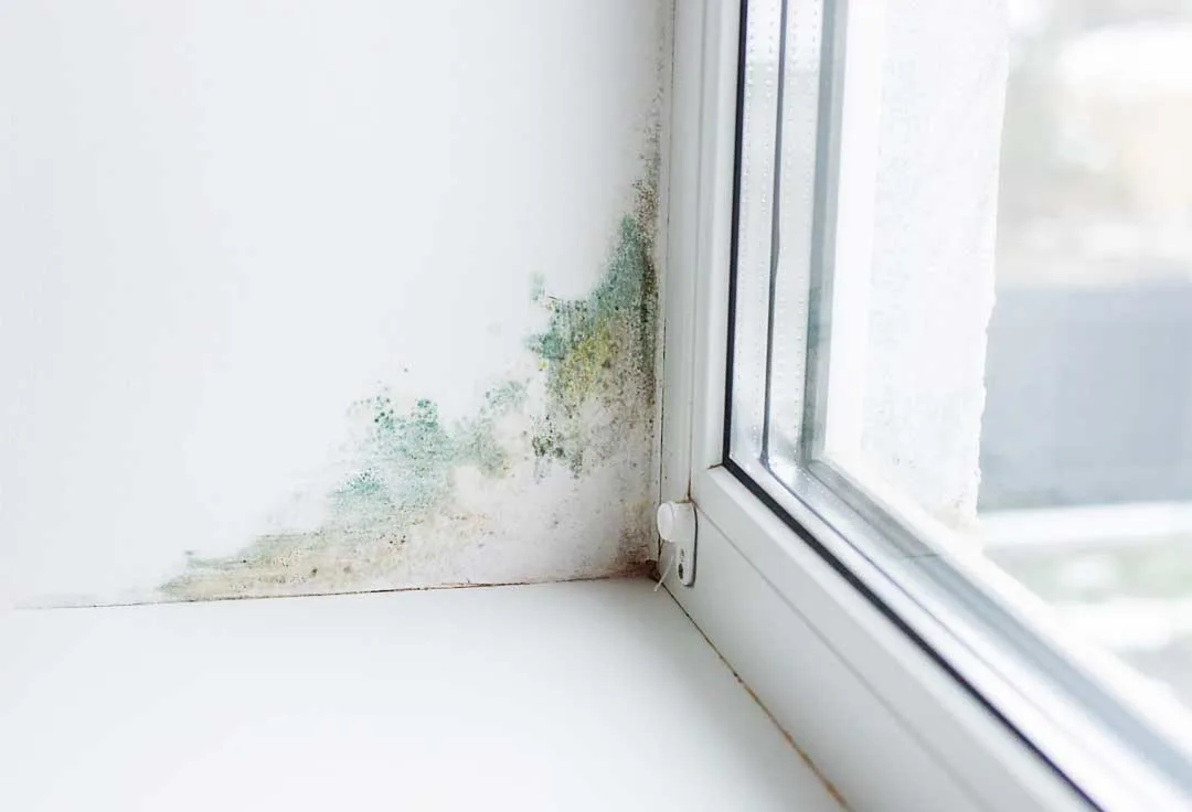 mold coverage in homeowners insurance