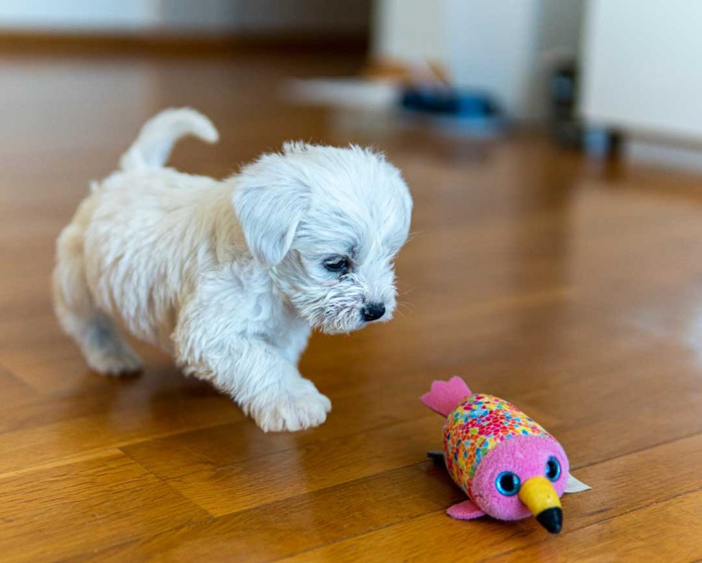 Best exercises for Maltese puppies