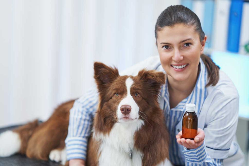 Best pet supplements