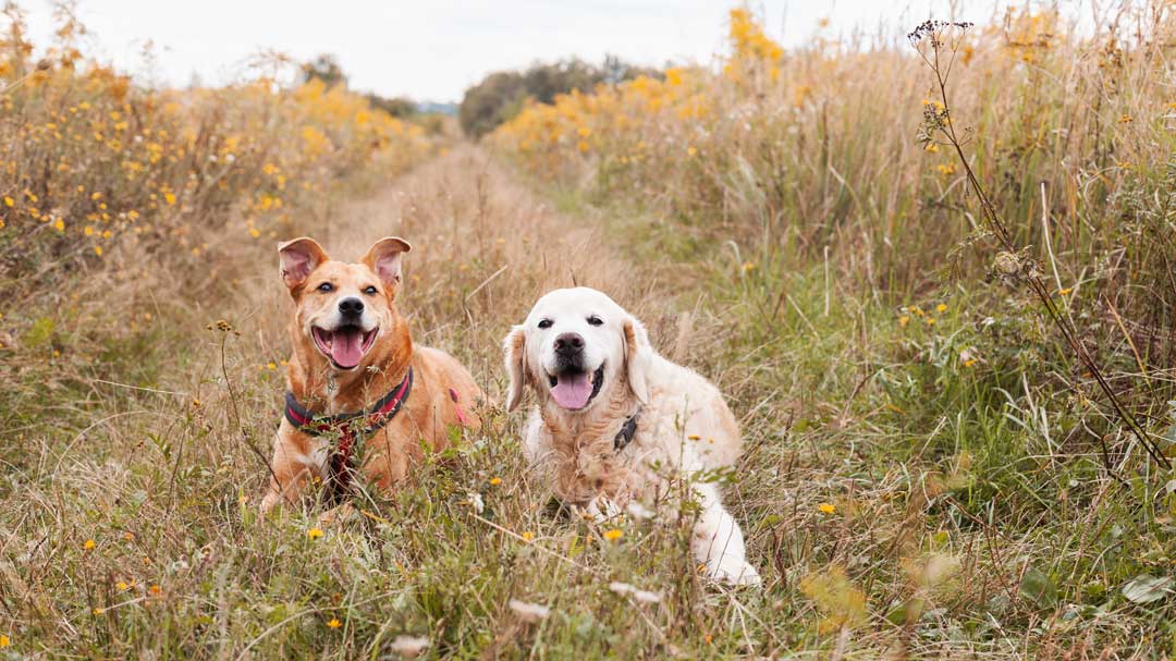 Caring for senior pets