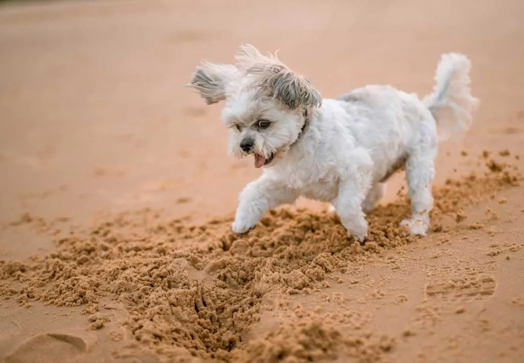 Daily activity for Maltese dogs